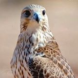 الصورة الرمزية صقيع الامواج